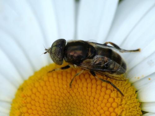 Réf. 232 874 : Eristalinus aeneus