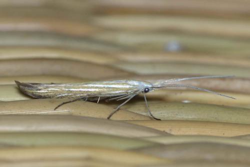 Coleophora lixella