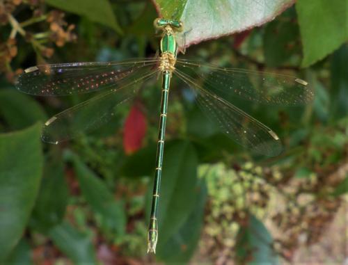 Lestes barbarus