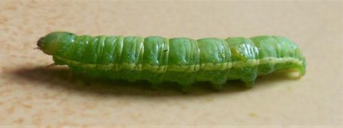Réf. 232 060 : Aporophyla lueneburgensis