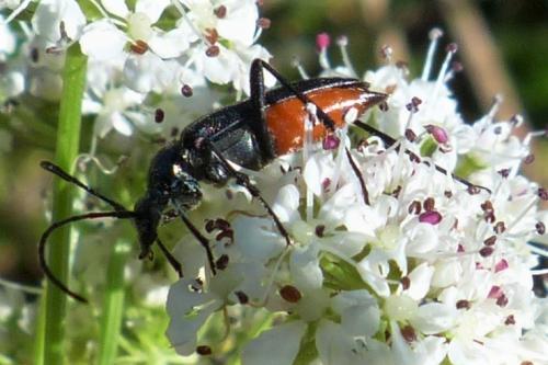 Rutpela nigra