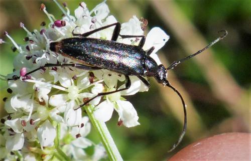 Rutpela nigra