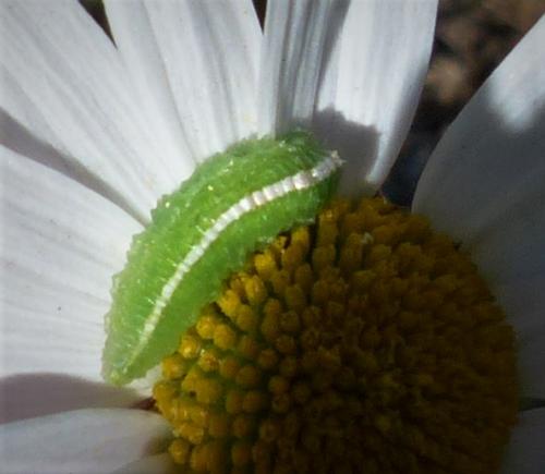 Réf. 232 212 : Scaeva pyrastri