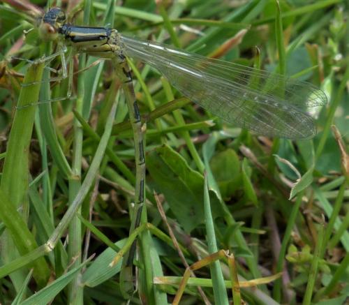 Réf. 232 294 : Coenagrion scitulum