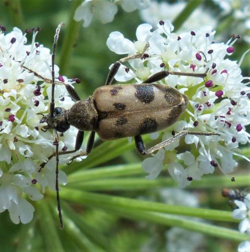 Réf. 232 296 : Pachytodes cerambyciformis