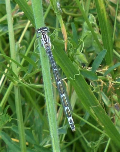 Enallagma cyathigerum