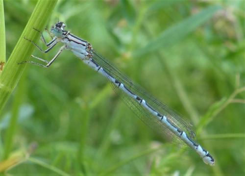 Enallagma cyathigerum