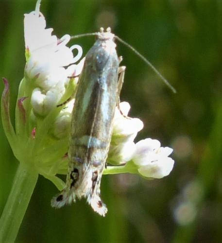 Réf. 232 363 : Glyphipterix thrasonella
