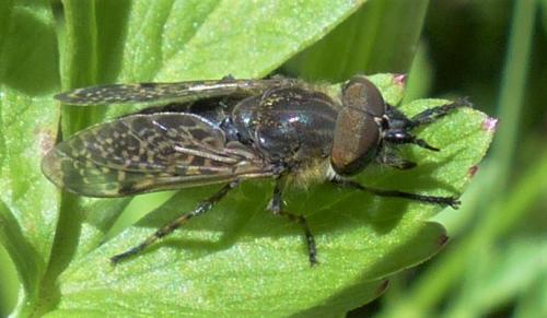 Haematopota pluvialis