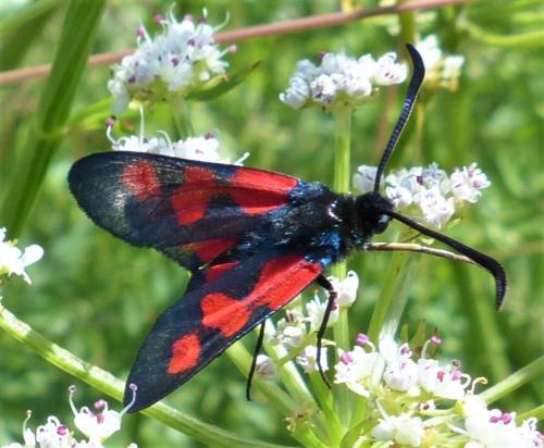 Réf. 232 550 : Zygaena trifolii