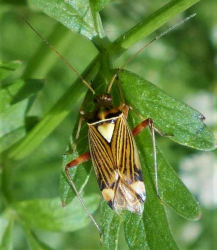 Rhabdomiris striatellus