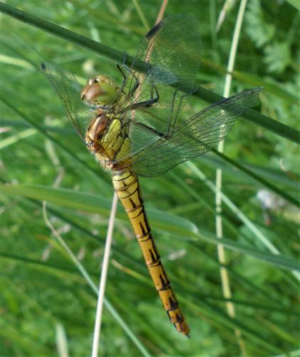 Sympetrum striolatum