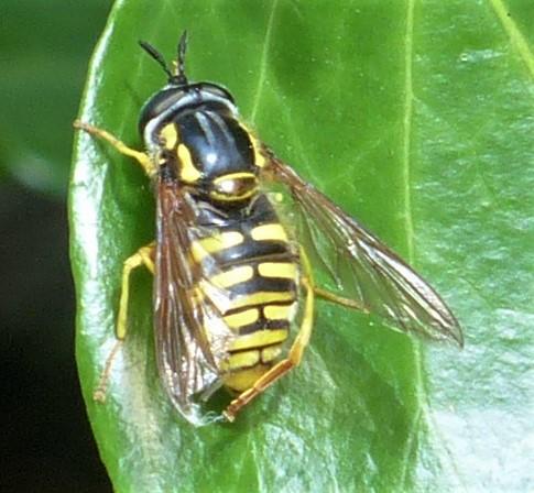 Réf. 232 612 : Chrysotoxum cautum