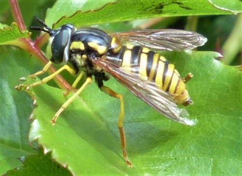Réf. 232 613 : Chrysotoxum cautum