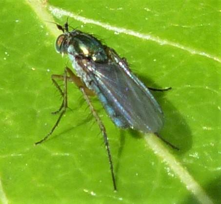 Dolichopus sp.