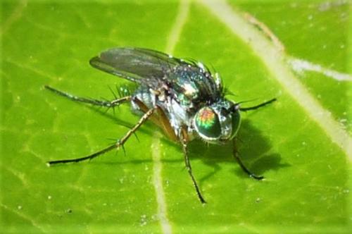 Dolichopus sp.