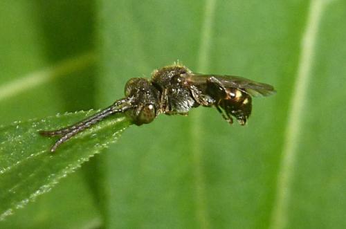 Nomada sp.