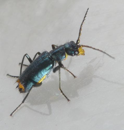 Réf. 232 679 : Clanoptilus elegans