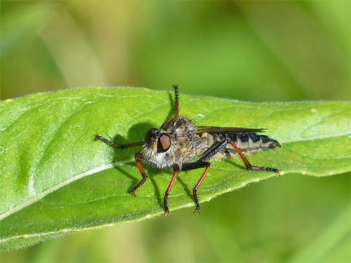 Asilinae