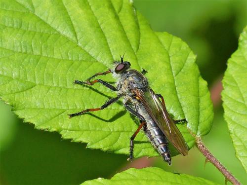 Asilinae