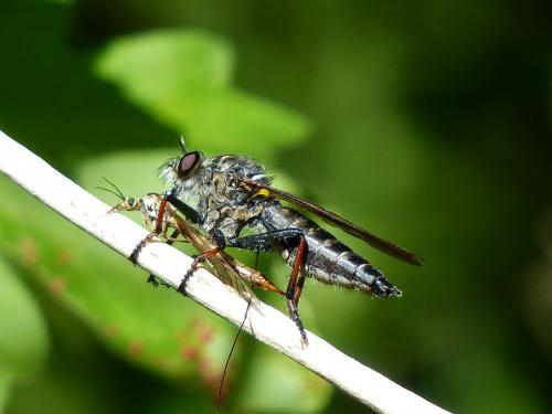 Asilinae