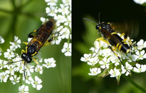 Macrophya montana