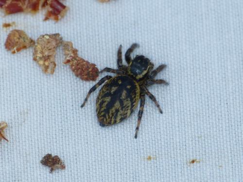 Carrhotus xanthogramma
