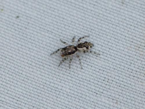 Salticus zebraneus