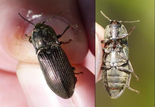 Selatosomus latus