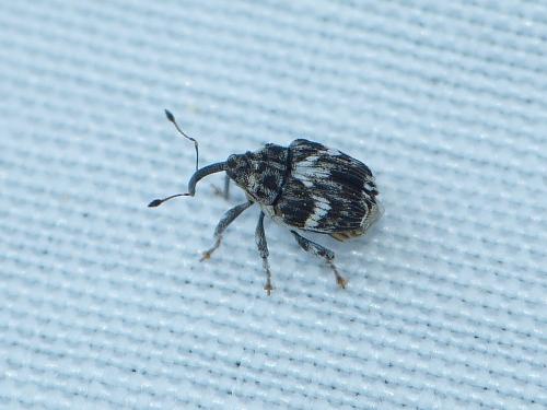 Microplontus sp.