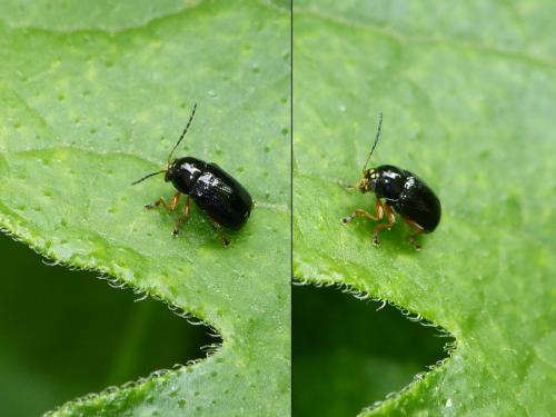 Réf. 232 603 : Cryptocephalus ocellatus