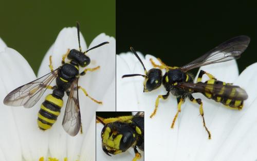 Cerceris quadricincta