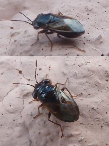 Réf. 232 572 : Geocoris megacephalus