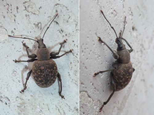 Réf. 232 334 : Otiorhynchus armadillo
