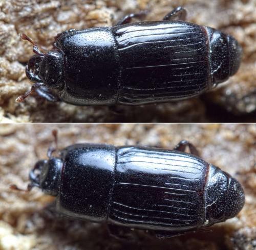 Platysoma elongatum elongatum