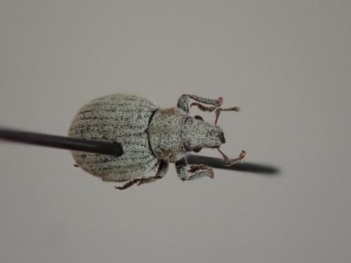 Réf. 232 607 : Philopedon plagiatum