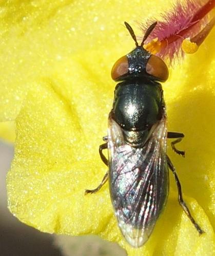 Réf. 232 416 : Orthonevra sp.