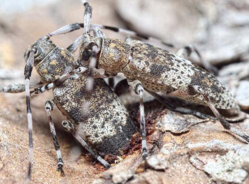 Acanthocinus griseus