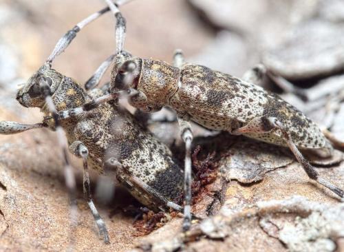 Réf. 232 718 : Acanthocinus griseus