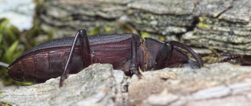 Réf. 232 080 : Tenebrio opacus