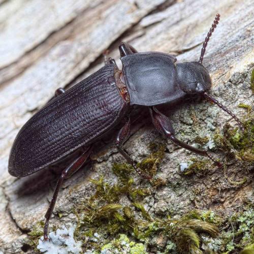 Réf. 232 163 : Tenebrio opacus