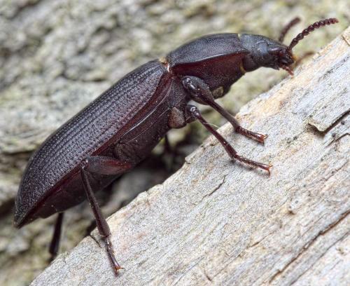 Tenebrio opacus