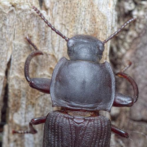 Réf. 232 281 : Tenebrio opacus