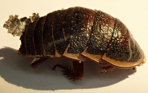 Gromphadorhini