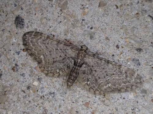 Eupithecia sp.