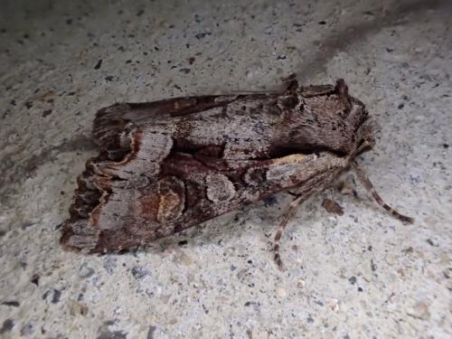Lacanobia w-latinum