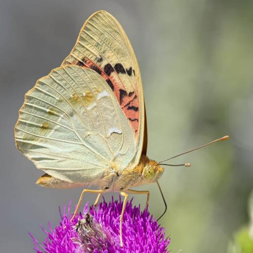 Argynnis pandora