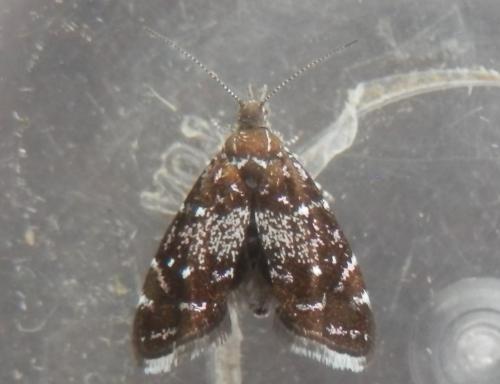 Réf. 232 165 : Prochoreutis myllerana