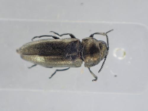 Coraebus elatus