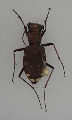 Cicindela sylvicola